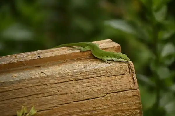 Anole Lizard Picture