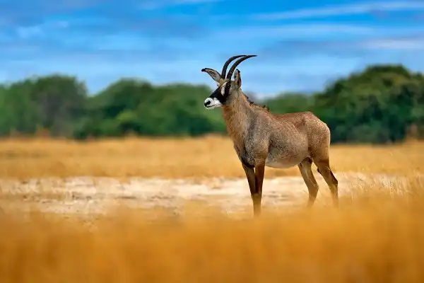 Antelope Facts