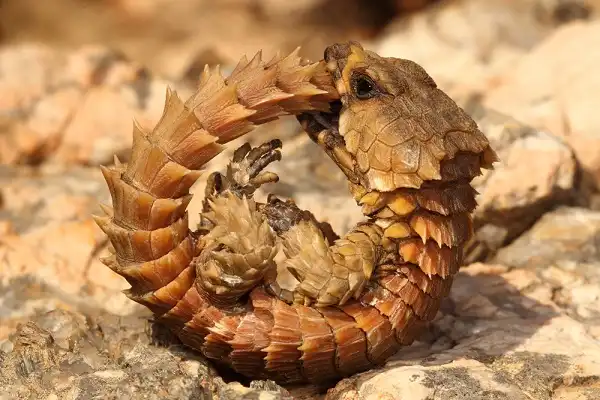 Armadillo Lizard Image