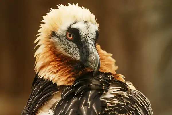Bearded Vulture Image