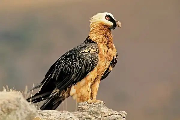 Bearded Vulture Picture