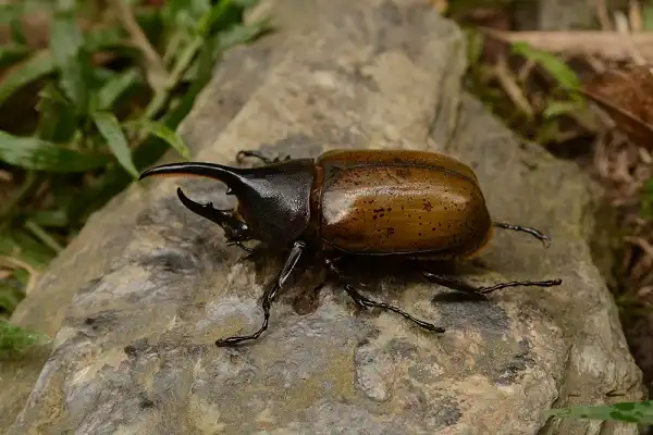 Beetle Image