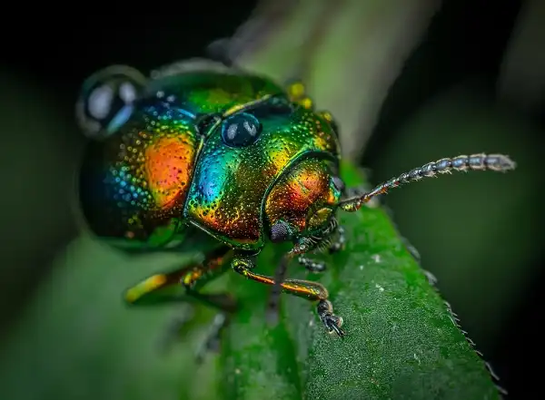 Beetle Picture
