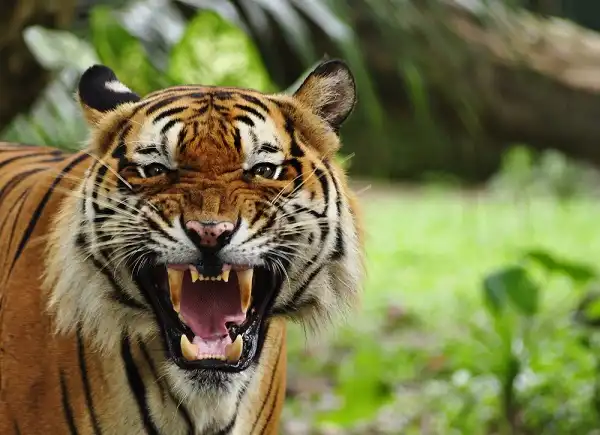 Bengal Tiger Image