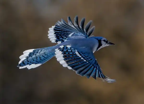 Blue Jay Facts