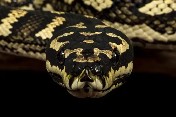 Carpet Python Image