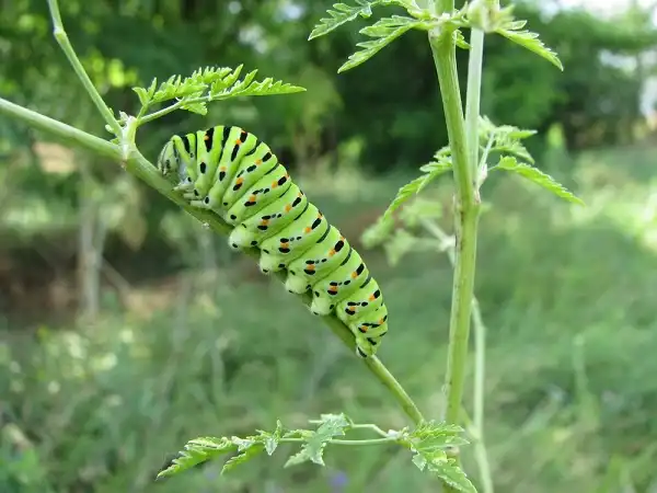 Caterpillar Image