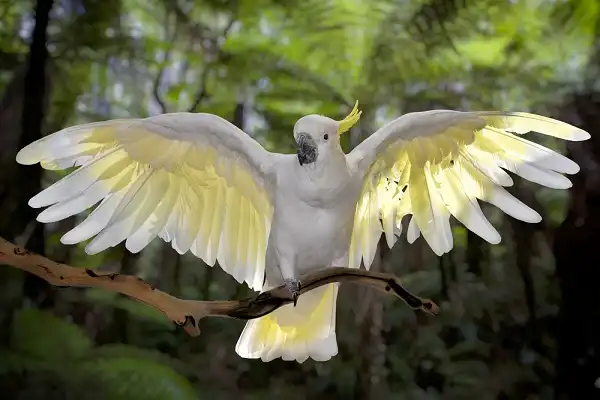 Cockatoo Facts