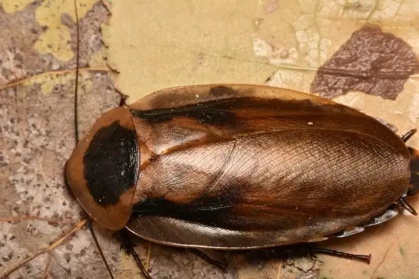 Death's Head Cockroach Image