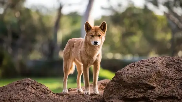 Dingo Facts