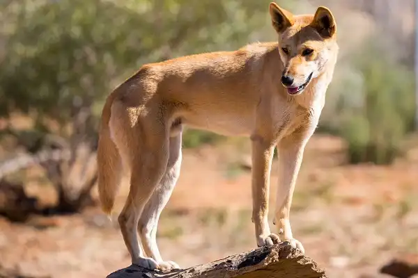 Dingo Image