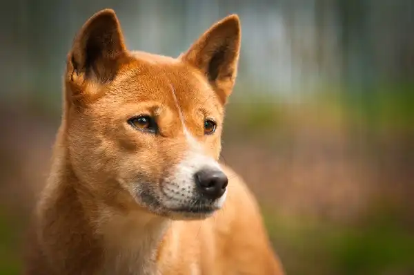 Dingo Picture