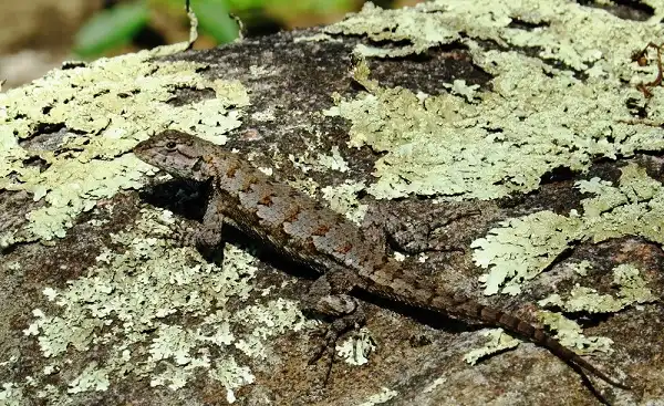 Eastern Fence Lizard Facts