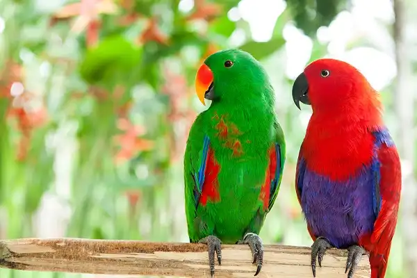 Eclectus Parrot Facts