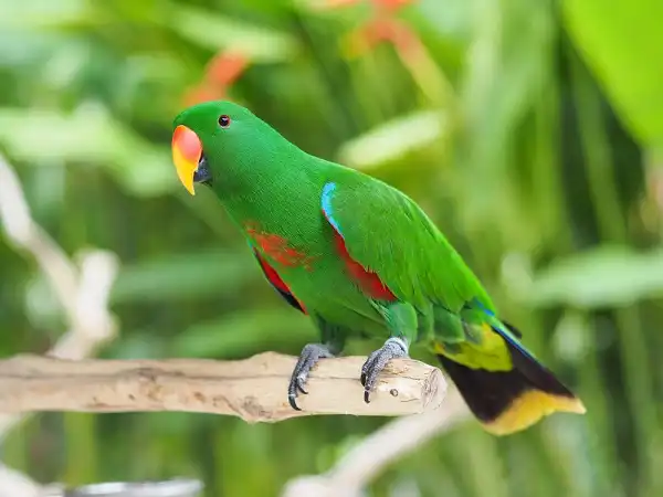 Eclectus Parrot Image