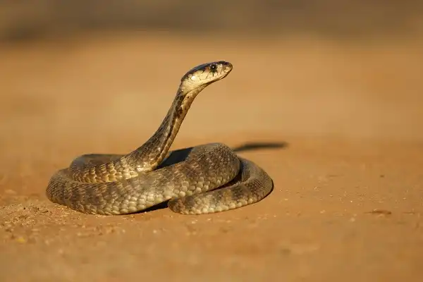 Egyptian Cobra Facts