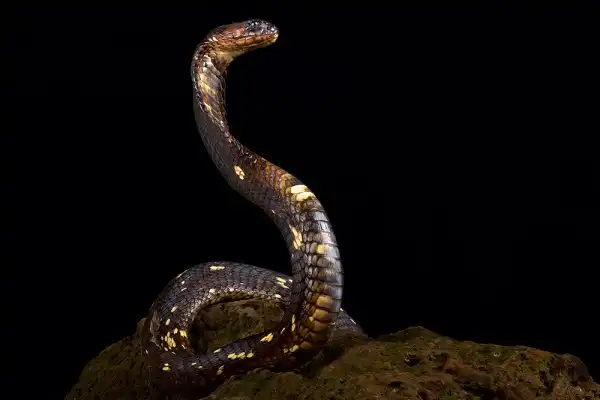 Egyptian Cobra Image