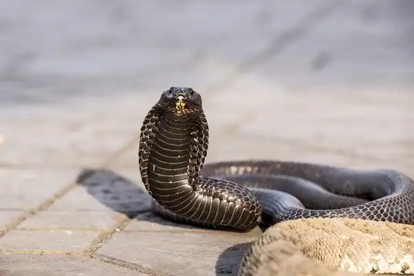 Egyptian Cobra Picture