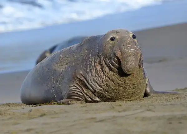 Elephant Seal Picture