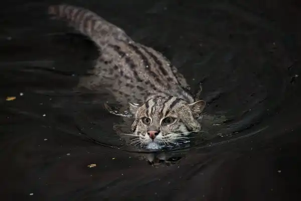 Fishing Cat Picture