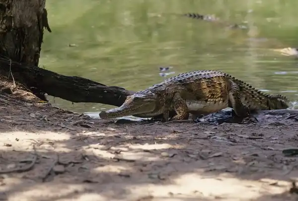 Freshwater Crocodile Facts