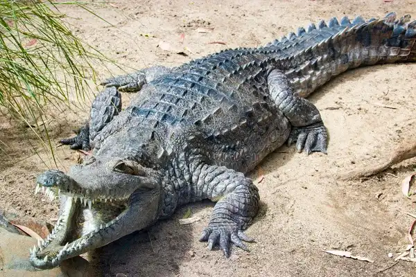Freshwater Crocodile Image