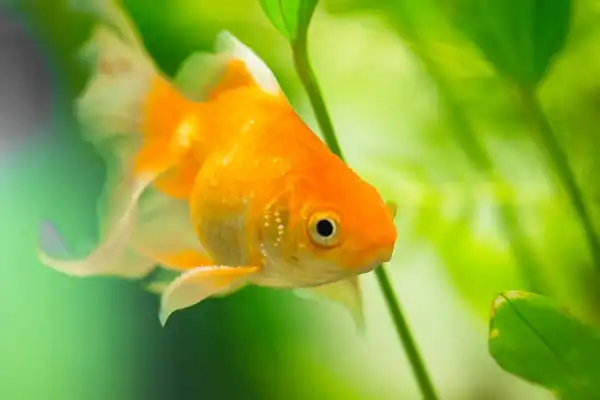Goldfish Picture