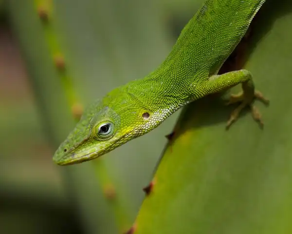 Green Anole Facts