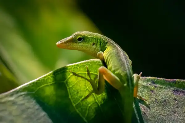 Green Anole Image