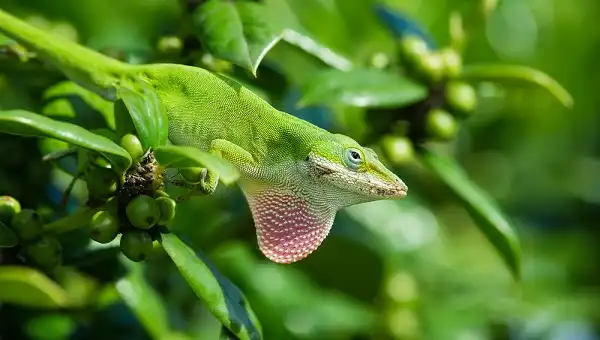 Green Anole Picture