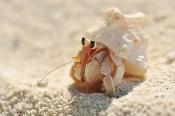 Hermit Crab Image