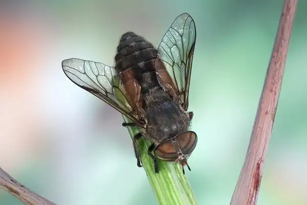 Horsefly Picture