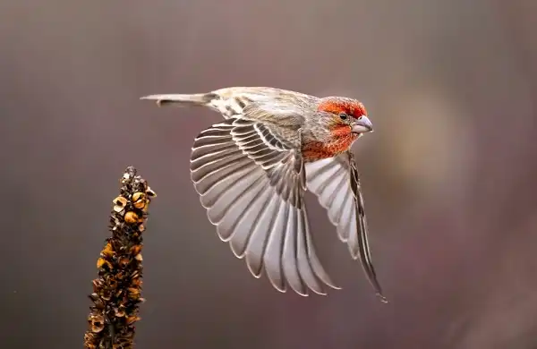 House Finch Facts