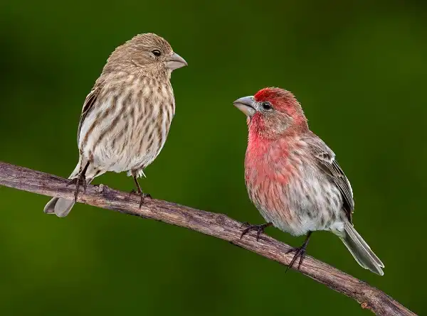 House Finch Image