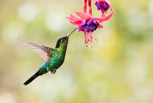 Hummingbird Image