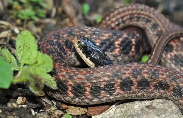 Kirtlands Snake Facts