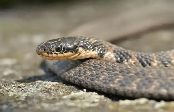 Kirtlands Snake Picture