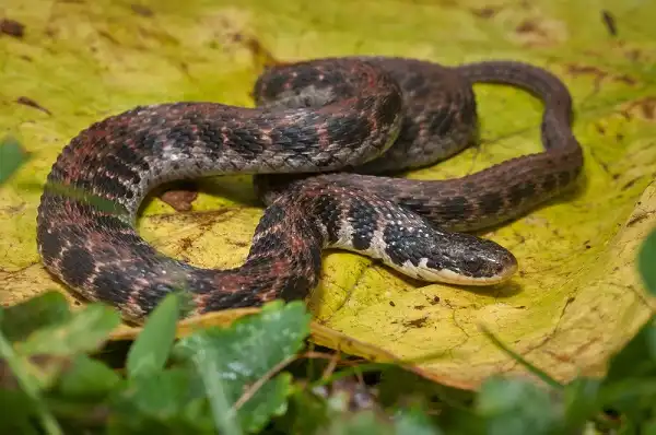 Kirtlands Snake