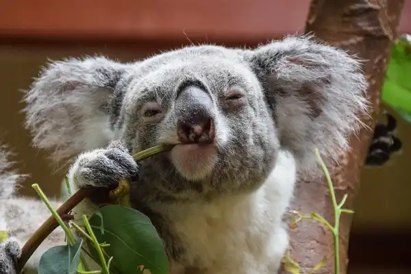 Koala Facts