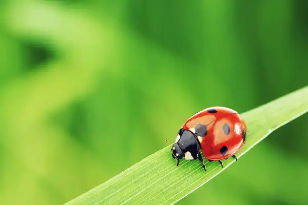 Ladybug Image