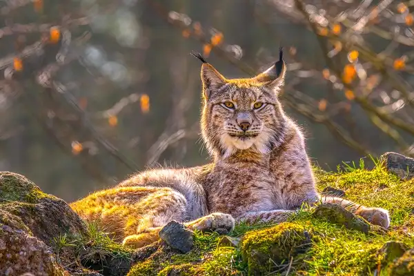 Lynx Image
