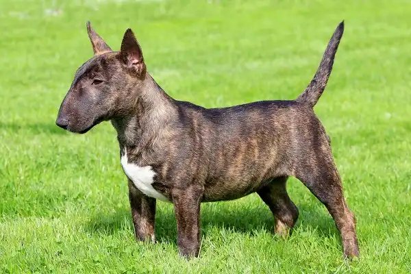 Miniature Bull Terrier Picture