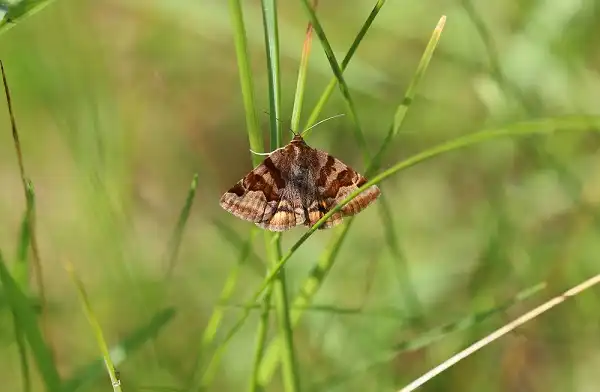 Moth Image