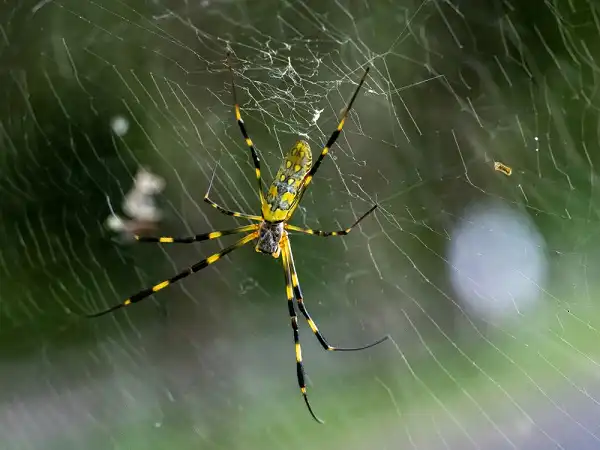 Orb Weaver Facts