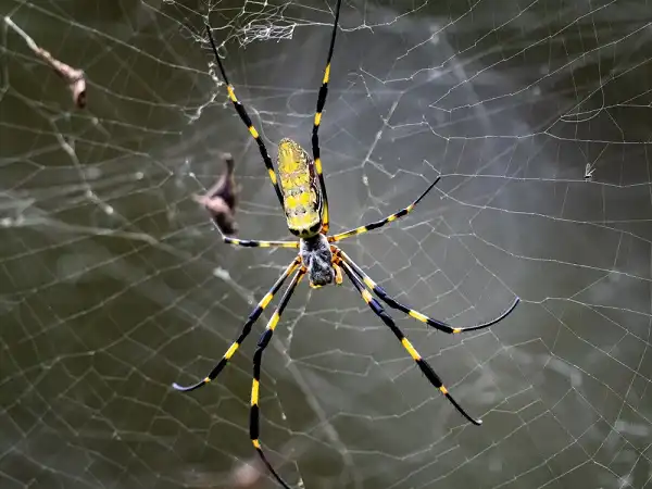 Orb Weaver Picture
