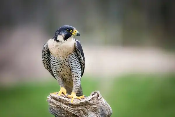 Peregrine Falcon Image