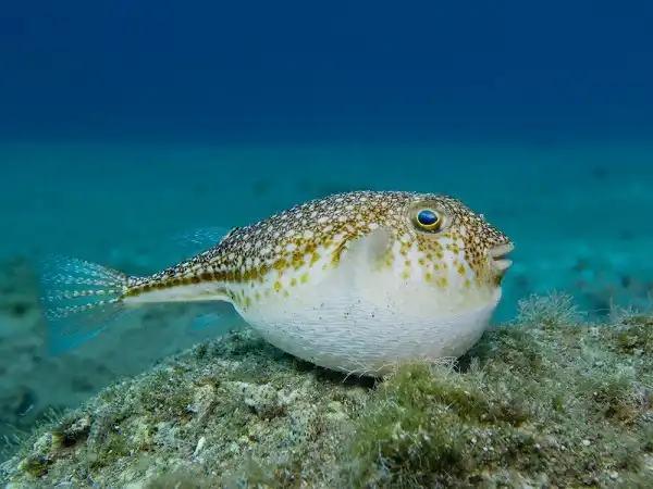 Pufferfish Picture