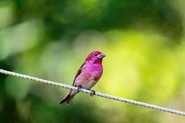 Purple Finch Picture