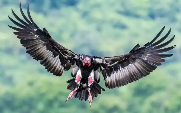 Red Headed Vulture Image