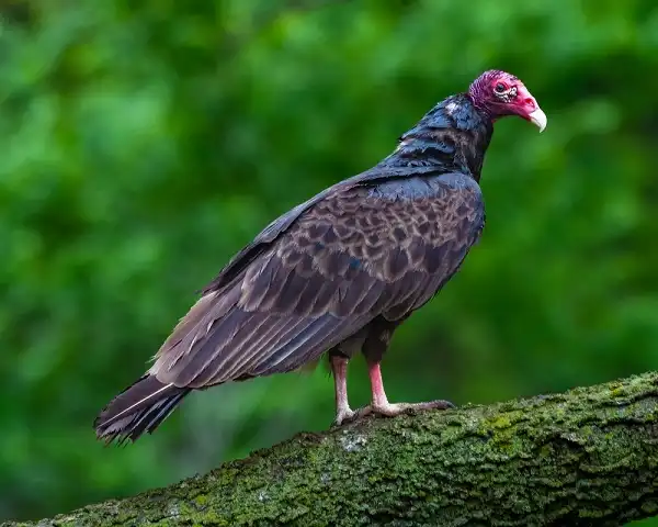 Red Headed Vulture Picture